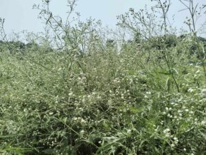 কালীগঞ্জে-বিষাক্ত-পার্থে
