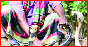 ৩০ বছর ধরে সাপ নিয়ে খেলা দেখাতেন, বনজঙ্গলে সাপ ধরতেন। 