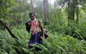 বনাঞ্চল