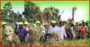ঝিনাইদহে সদরে কৃষকের ধান