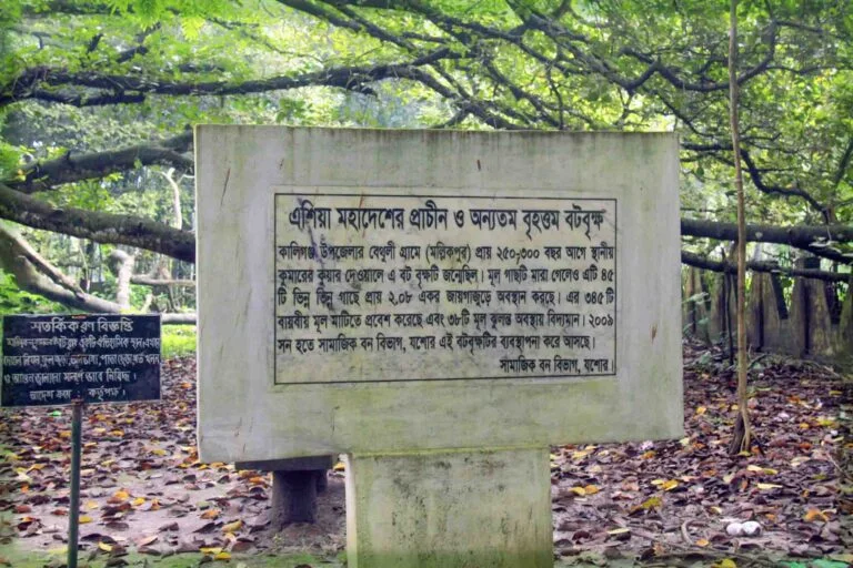 মল্লিকপুরের বটগাছের ইতিহাস, বটগাছের উৎপত্তি, "মল্লিকপুর বটগাছ" নামের উৎস