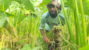 হরিণাকুণ্ডুতে ধান-লতিকচুর সমন্বিত চাষ, কৃষিতে নতুন সম্ভাবনা
