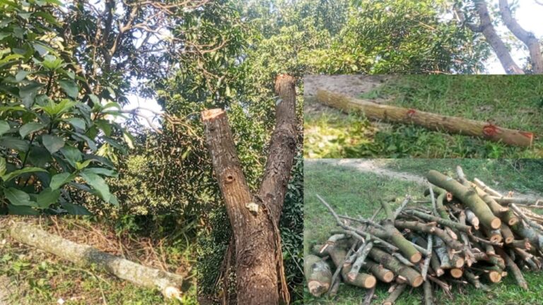 কোটচাঁদপুরে সরকারি রাস্তার গাছ কাটার অভিযোগ