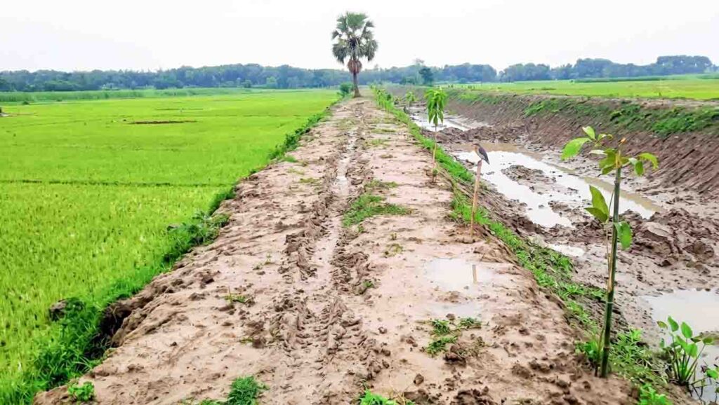 হরিণাকুণ্ডুতে শ্রমিক ছাড়াই ভেকু দিয়ে খাল খনন, অর্থ আত্মসাৎ ও সেচ সংকটে কৃষকেরা