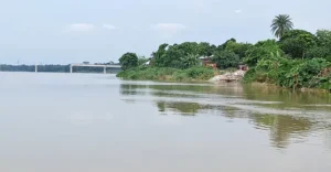 ঝিনাইদহের শৈলকূপায় প্রমত্তা গড়াই নদীর তীব্র ভাঙনে শত শত বিঘা ফসলি জমি বিলীন হয়ে গেছে। একের পর এক জমি হারিয়ে ভাঙনের গ্রাস এখন এসে পৌঁছেছে নদীপাড়ের ঘরবাড়ির সীমানায়। ফলে বসতভিটা ও মাথা গোঁজার শেষ সম্বলটুকু হারানোর চরম আতঙ্কে দিন কাটাচ্ছেন শৈলকূপা উপজেলার সারুটিয়া ও ধলহরাচন্দ্র ইউনিয়নের অন্তত পাঁচটি গ্রামের হাজারও বাসিন্দা। স্থানীয় সূত্র ও সরেজমিনে জানা যায়, গত কয়েক বছর ধরেই সারুটিয়া ও ধলহরাচন্দ্র ইউনিয়নের নদী তীরবর্তী এলাকাগুলোতে ভাঙন তাণ্ডব চালাচ্ছে। সম্প্রতি টানা বৃষ্টিপাত এবং উজান থেকে নেমে আসা পাহাড়ি ঢলে গড়াই নদীতে হু-হু করে পানি বৃদ্ধি পাচ্ছে। পানি বাড়ার সঙ্গে সঙ্গে নদীতে দেখা দিয়েছে প্রাবল্য ও তীব্র স্রোত। সারুটিয়া ইউনিয়নের বুরুড়িয়া গ্রামের কয়েকশ বিঘা ফসলি জমি এরই মধ্যে নদীগর্ভে চলে গেছে। অন্যদিকে, ধলহরাচন্দ্র ইউনিয়নের মাইজদি ও উলুবাড়িয়া এলাকায় নতুন করে শুরু হয়েছে ভয়াবহ ভাঙন। নদীর তীব্র স্রোতে উলুবাড়িয়া গ্রামের নদীঘেঁষা অংশ থেকে আরও প্রায় শতাধিক বিঘা জমি বিলীন হয়ে গেছে। ভাঙনের তোড়ে নদী তীরবর্তী পরিবারের শিশু ও বয়স্কদের নিরাপত্তা নিয়ে চরম উৎকণ্ঠায় রয়েছেন স্থানীয়রা। পরিস্থিতি এতটাই নাজুক রূপ নিয়েছে যে, ভাঙন আতঙ্কে অনেক পরিবার বসতভিটা ছেড়ে অন্য স্থানে আশ্রয় নিতে বাধ্য হচ্ছেন। ক্ষতিগ্রস্ত কৃষক আলম খান আকুতি জানিয়ে বলেন, "আমার প্রায় ১২ বিঘা ফসলি জমি এই গড়াই নদী গিলে খেয়েছে। এখন বাড়ির ঠিক পেছনেই নদীর ভাঙন চলে এসেছে। কখন যে ভিটেমাটি নদীপেটে চলে যায়, সেই আতঙ্কে রাতে ঘুম আসে না। সরকারের কাছে দাবি, আমাদের বাঁচান; এইটুকু ভিটে গেলে আমাদের পথে বসতে হবে।" স্থানীয় লাঙ্গলবাঁধ গ্রামের বাসিন্দা শাহিন জানান, গত এক দশকে গড়াইয়ের ভাঙন আশঙ্কাজনকভাবে বেড়েছে। ভাঙনের কারণে নদীর গতিপথ ও প্রস্থ ঝিনাইদহ অংশের দিকে চেপে এসেছে। পানি উন্নয়ন বোর্ড সাময়িকভাবে কয়েকটি পয়েন্টে জিও ব্যাগ ফেললেও তা ভাঙন রোধে কার্যকর ভূমিকা রাখতে পারছে না। ভাঙন থামাতে দ্রুত টেকসই ব্লক বাঁধ নির্মাণের জোর দাবি জানান তিনি। ঝিনাইদহ পানি উন্নয়ন বোর্ডের (ওয়াপদা) তথ্যমতে, শৈলকূপা উপজেলার বরুড়িয়া, উলুবাড়িয়া, মাইজদি ও লাঙ্গলবাঁধ এলাকার প্রায় সাড়ে ৫ কিলোমিটার নদীপাড়জুড়ে ভাঙন দেখা দিয়েছে। এর মধ্যে ৫টি পয়েন্টে ভাঙনের তীব্রতা সবচেয়ে বেশি। সেখানে সাময়িকভাবে জিও ব্যাগ ফেলে পরিস্থিতি নিয়ন্ত্রণে রাখার চেষ্টা করা হচ্ছে। এ বিষয়ে ঝিনাইদহ পানি উন্নয়ন বোর্ডের নির্বাহী প্রকৌশলী রঞ্জন কুমার দাস জানান, গড়াই নদীর গতিপথ পরিবর্তনের কারণেই গত এক দশক ধরে এই এলাকায় ভাঙন অব্যাহত রয়েছে। তবে সমস্যাটির স্থায়ী সমাধানের লক্ষ্যে এরই মধ্যে একটি প্রকল্পের অনুমোদন পাওয়া গেছে এবং সম্ভাব্যতা যাচাইয়ের (ফিজিবিলিটি স্টাডি) কাজ একদম শেষ পর্যায়ে। সবকিছু ঠিক থাকলে আগামী শীত মৌসুমেই নদীভাঙন কবলিত এলাকায় স্থায়ী ও টেকসই ব্লকের বাঁধ বসানোর কাজ শুরু করা সম্ভব হবে।