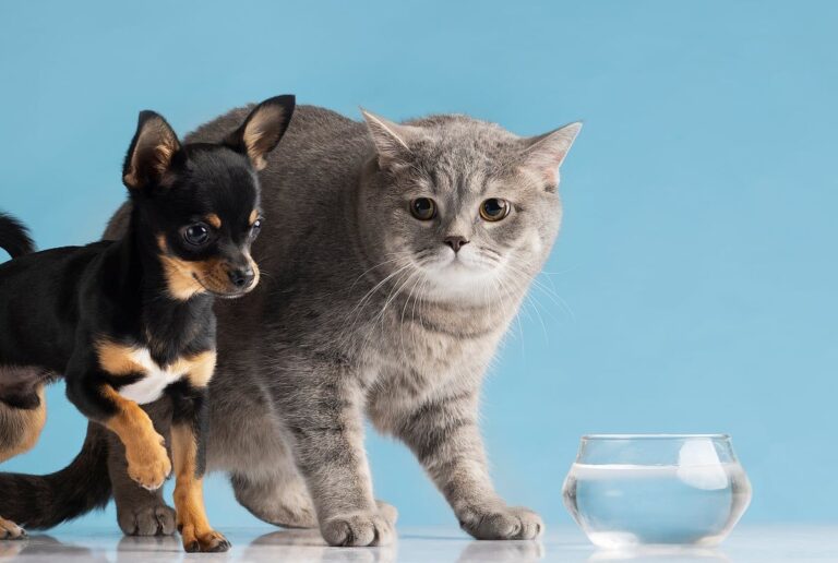 Beautiful Pet Portrait Small Dog Cat